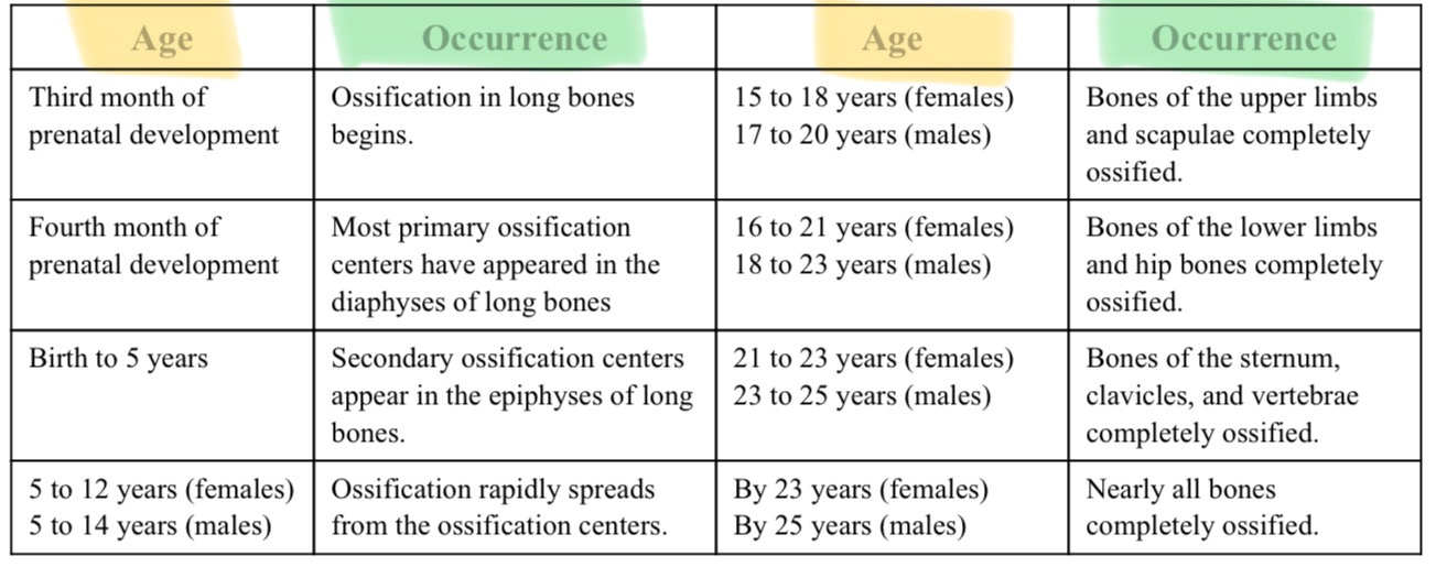<p>As long as the cartilage cells in the epiphyseal plate remain active, it can continue to grow. When ossification centers meet, and epiphyseal plate ossifies, bone can no longer grow in length.</p>