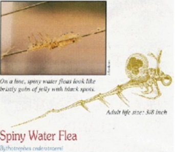 <p>Aquatic Nuisance Animals</p>