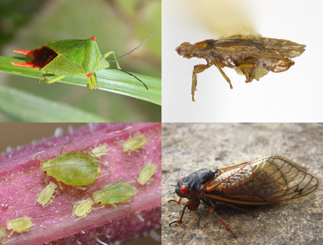 <p>True bugs + Cicadas + Aphids + Whiteflies + Scales + Hoppers</p>