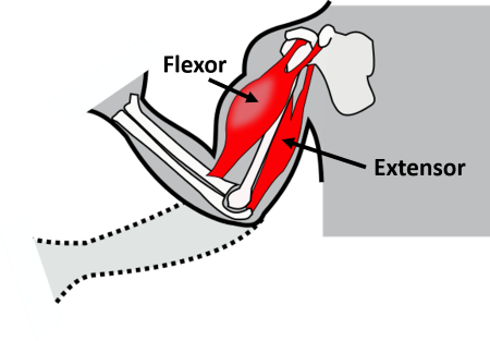 <p>opens/straightens a joint</p>