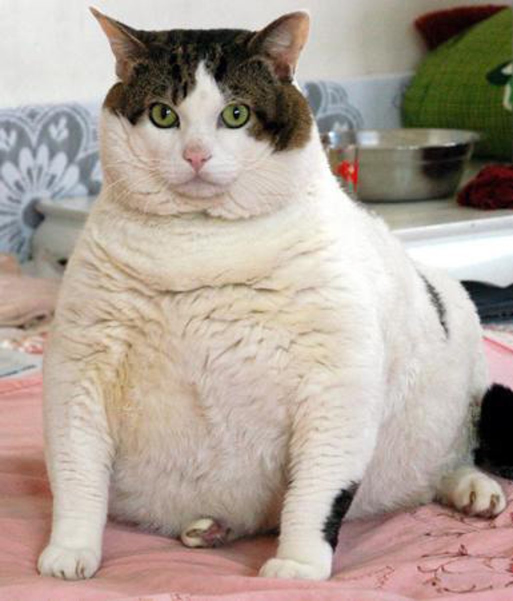 <p>fat, big, large</p>