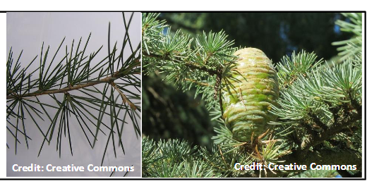<p>Pinaceae</p><p>Cedrus deodara</p>
