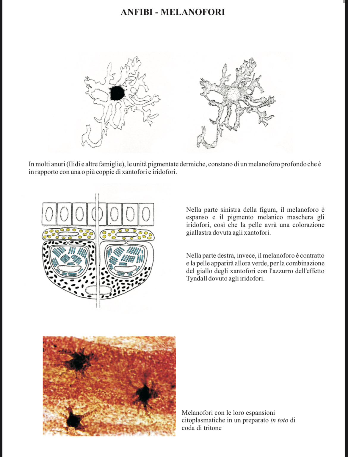 <p>Iridiofori</p>