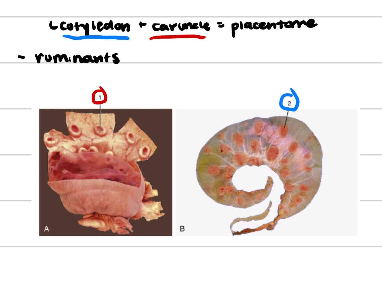 <ul><li><p>functional unit</p></li><li><p>cotyledon+caruncle</p></li></ul>