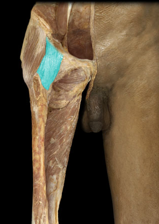 Resists hyperextension of hip joint
