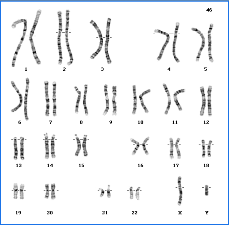 <p><span>a picture of all the chromosomes of a cell arranged in homologous pairs</span></p>