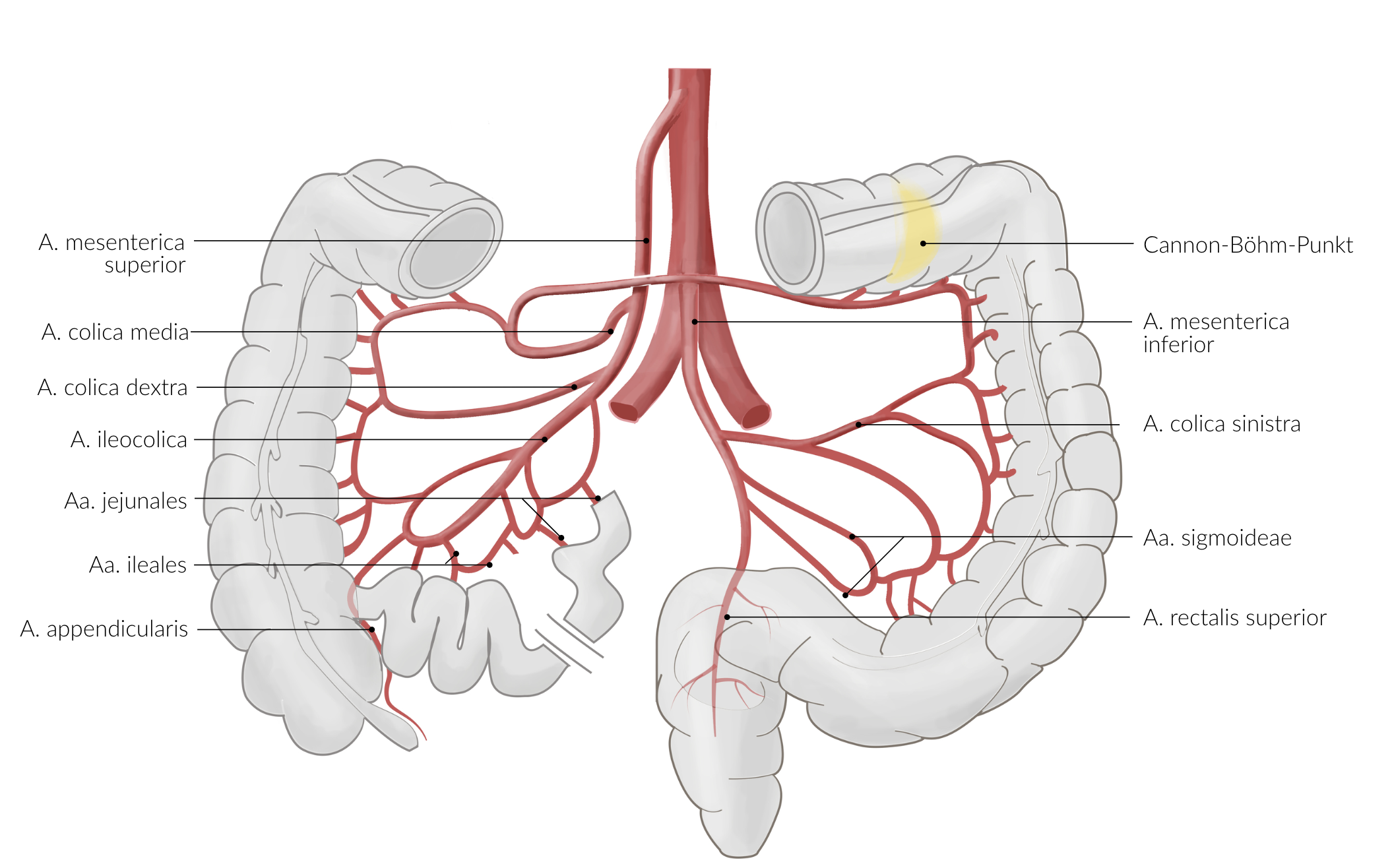<p>A. Appendicular artery (A. appendicularis)</p>