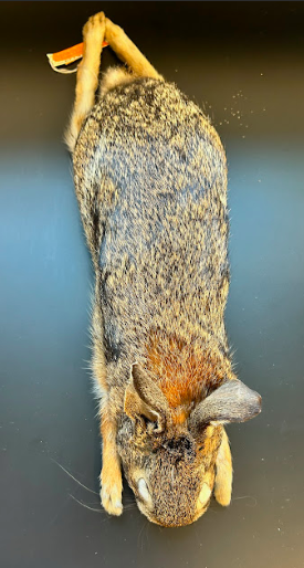 <p>Family?</p><p>Genus?</p>