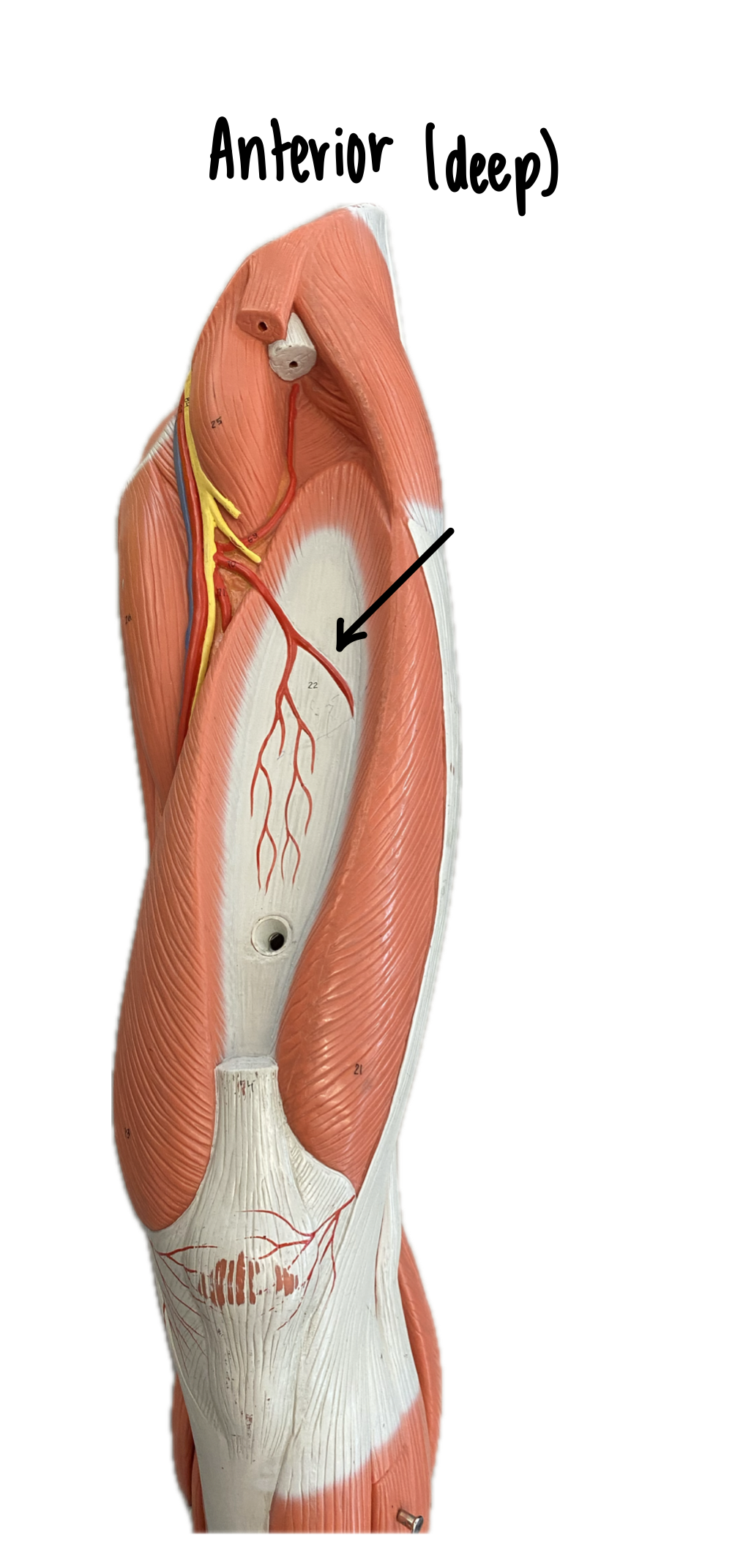 knowt flashcard image