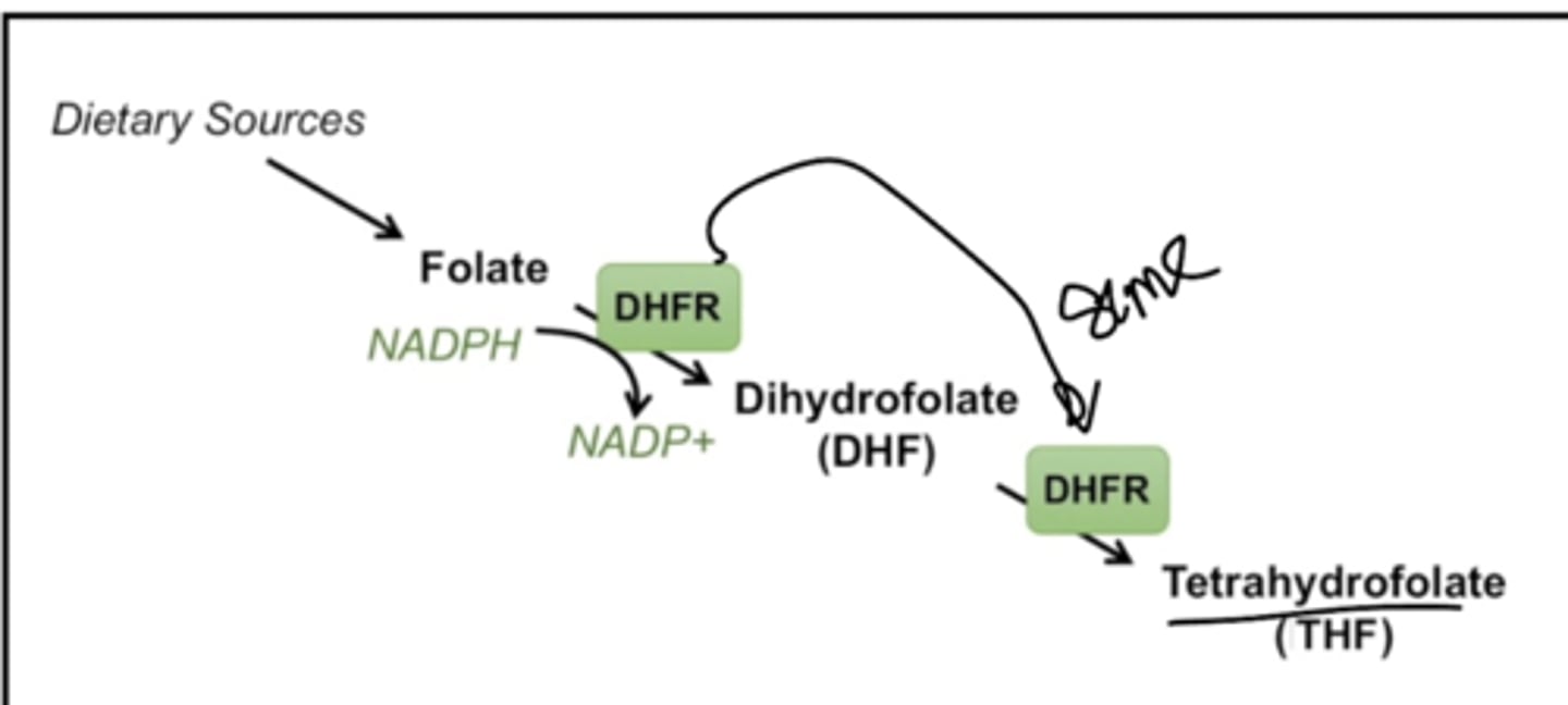 <p>This enzyme reacts again with DHF (dihydrofolate) to make THF, also requiring NADPH</p>