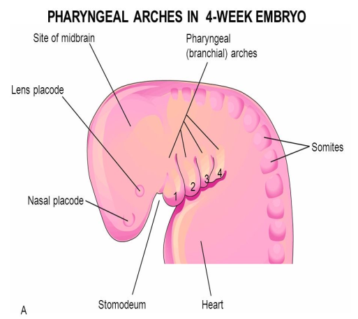 <p>The primitive mouth formed during the 4th week of development. </p>