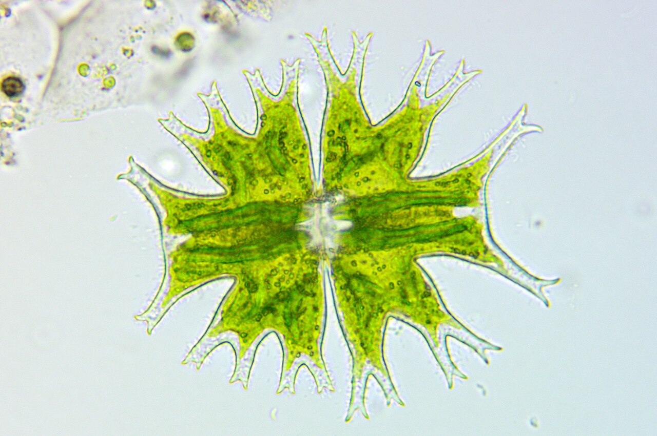 <ul><li><p>Glides</p></li><li><p>Autotrophs </p></li><li><p>Unicellular</p></li></ul><p></p>