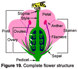 <p>ripe ovary= fruit</p><p>alternation of gen if no fruit</p><p>onion is in a bulb</p><p>tulips grow faster in bulbs than seeds </p><p>petals= protect</p><p>sperm lands in stigma = fertilized ovules = zygote = seed develops at the bottom</p><p>anther= pollen, spore</p>