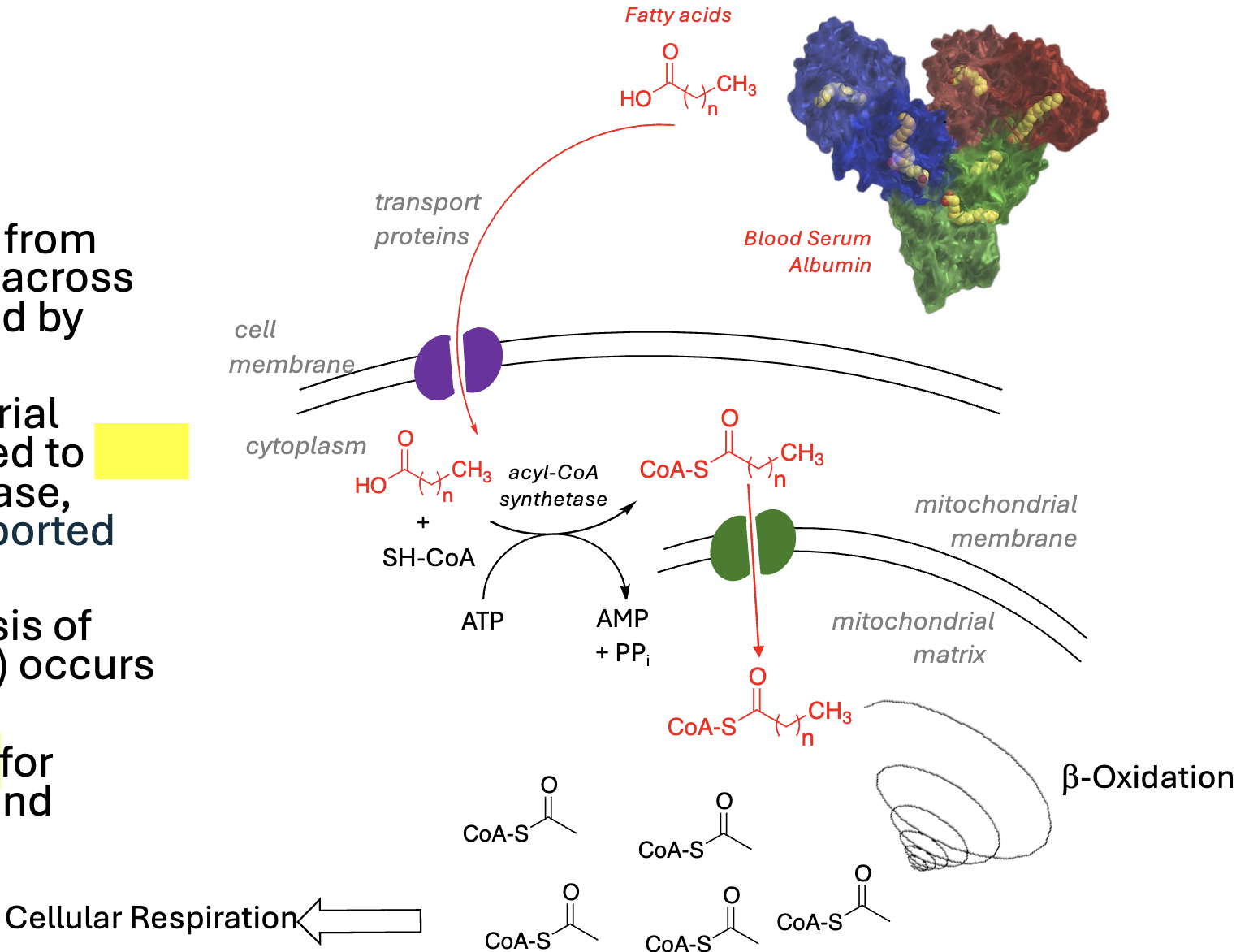 <p><strong>Overview of Beta-Oxidation:</strong></p><ul><li><p>Fatty acids separate from albumin and diffuse across cell membrane, aided by _________</p></li><li><p>On outer mitochondrial membrane, FAs linked to ______ by acyl-CoA synthetase, fueled by ATP; transported into the _________</p></li><li><p>_________ (<strong>breakdown of acyl-CoA to acetyl-CoA</strong>) occurs in mitochondria</p></li><li><p>Provides _________ for cellular respiration and synthesis of ATP</p></li></ul><p></p>