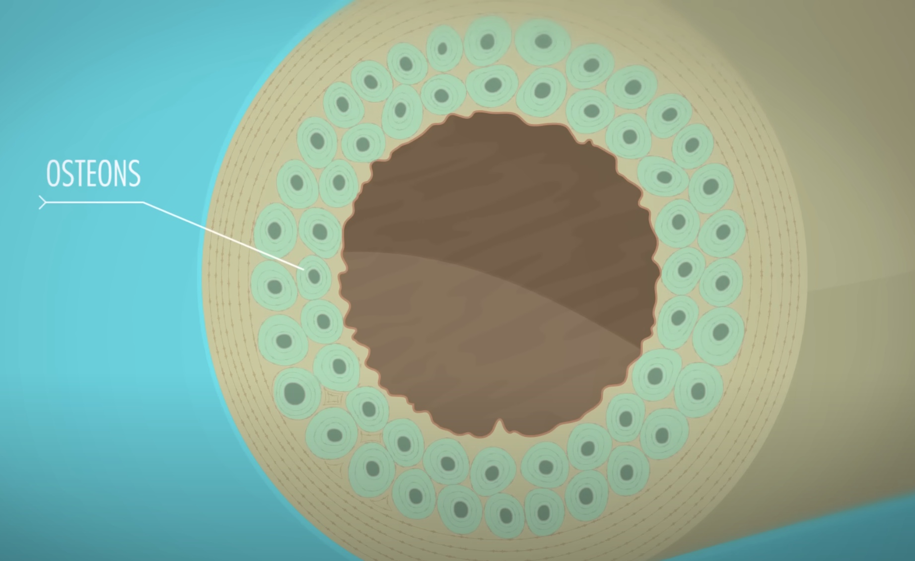 <p><strong>osteons</strong> are the<span style="color: blue"><strong> structural unit </strong></span>of <span style="color: blue"><strong>compact</strong></span> <strong>bone</strong></p>