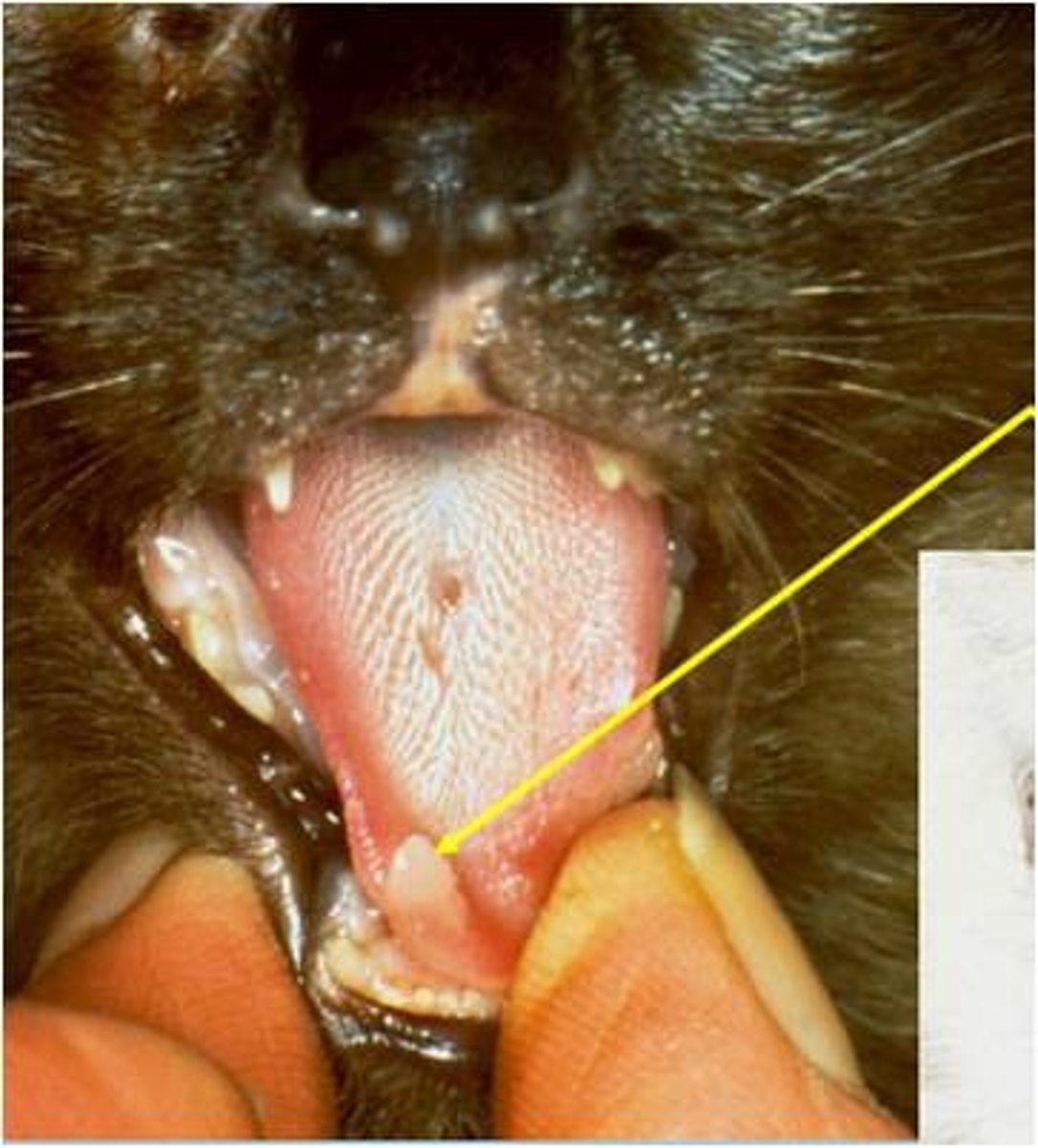 knowt flashcard image