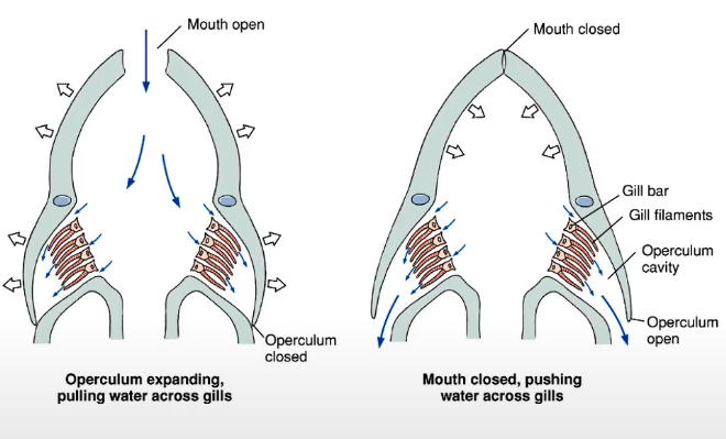 <p>gills are given its shape from counterflow of water</p><p></p><ol><li><p>when mouth open, water enters and a structure called the operculum is closed &amp; water collects in gills</p></li><li><p>when mouth is closed, the operculum opens, pushing water across gills to exit </p></li></ol>