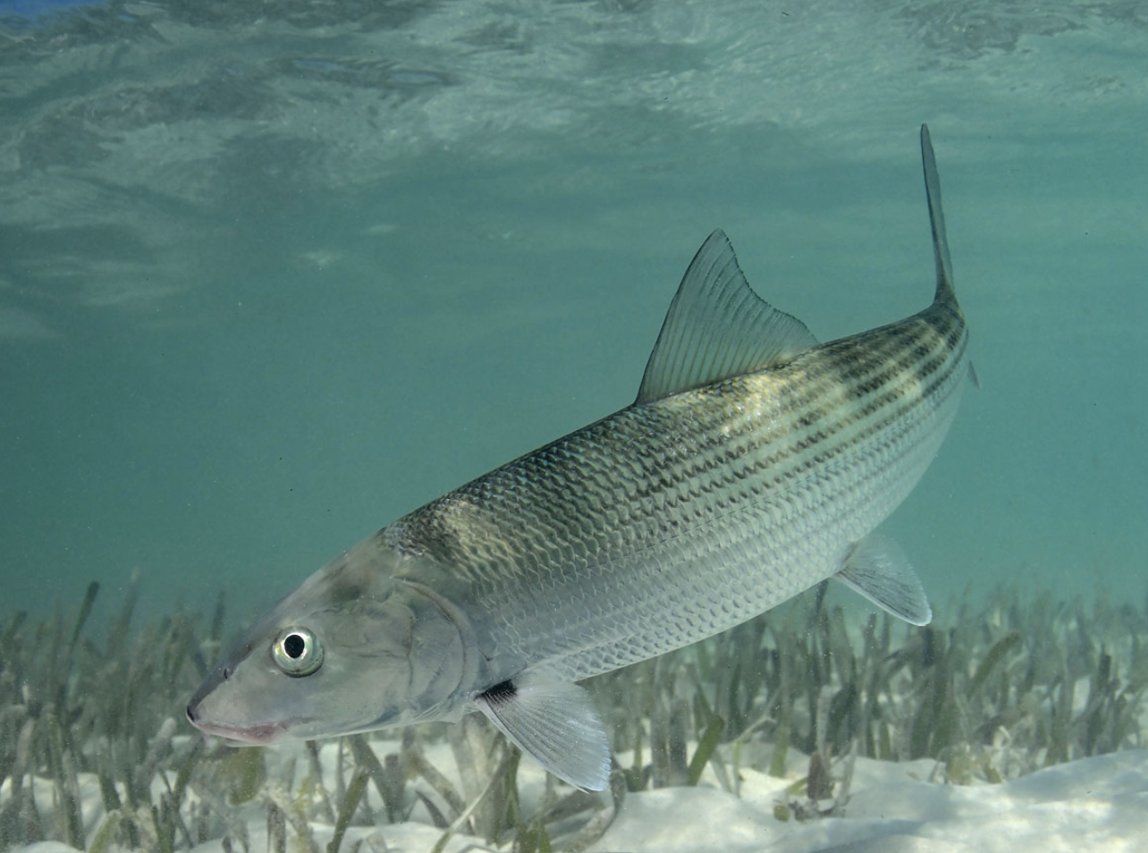<p>bonefishes</p><p></p><p>Key traits:</p><ul><li><p>20 spp</p></li><li><p>marine, tropical, subterminal mouths, gular plate small or absent, leptocephalus tail, fin forked, heavy scales, carnivores, gamefishes</p></li></ul><p></p>