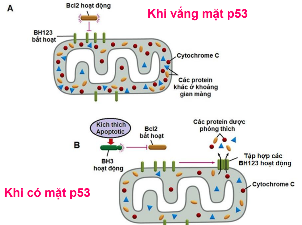 <p>khi không có p53 Bcl-2 gắn và ức chế BH123 ở màng ngoài ti thể→ko giải phóng cytochrom</p><p>→không gây apoptosis</p>