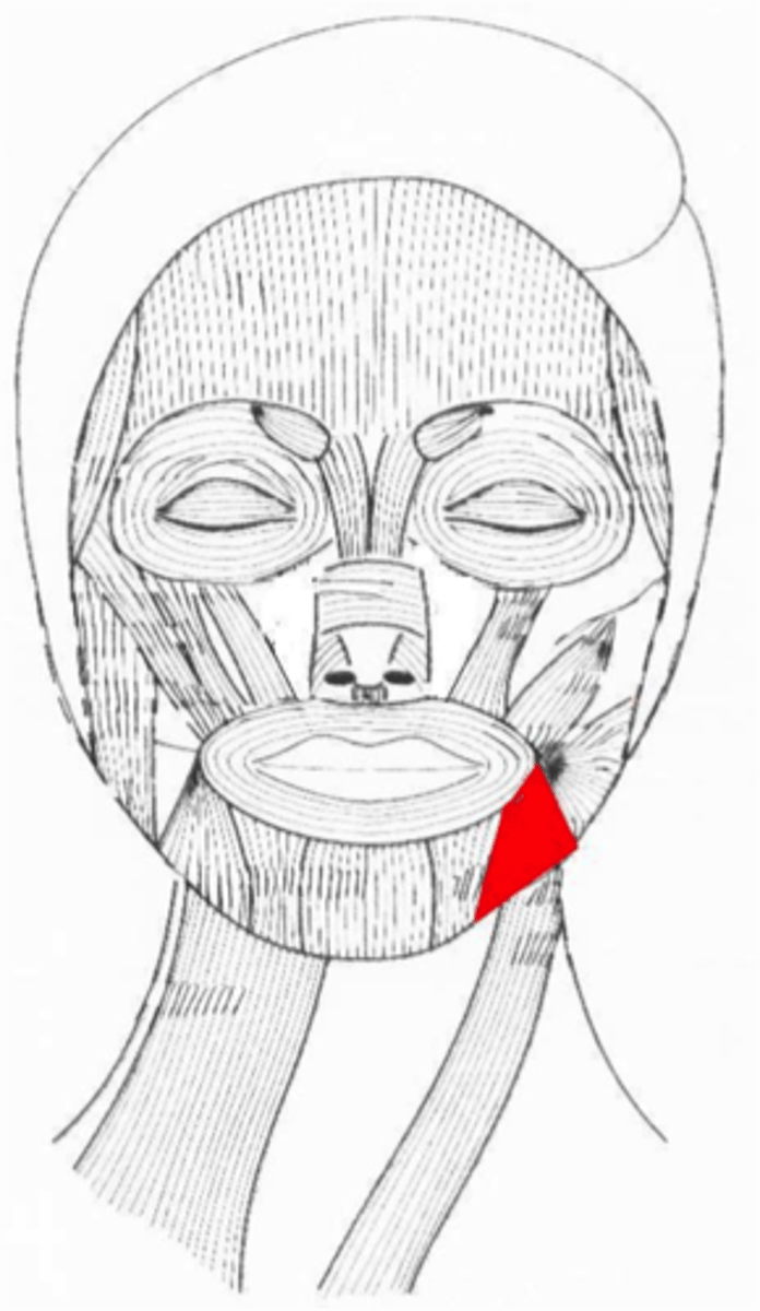 <p>Front of mandible to lower lip: depresses/lowers the lower lip (sad)</p>