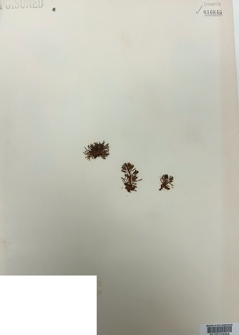 <p>Family? Genus?</p>