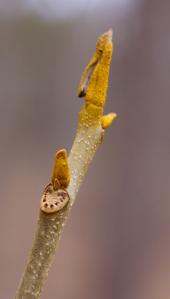 <p>alternate, long fuzzy sulfur yellow buds, thin shiny silver bark, diamond, no peeling</p>