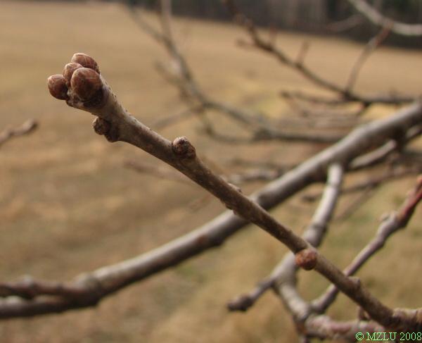 <p><strong><em>Quercus robur</em></strong></p><p><strong>červenavé pupeny</strong> nahloučené na koncích letorostů, průřez pupenem pětiúhelníkovitý</p><p><strong>slabší větvička a kulatými až vejcovitými pupeny</strong></p>