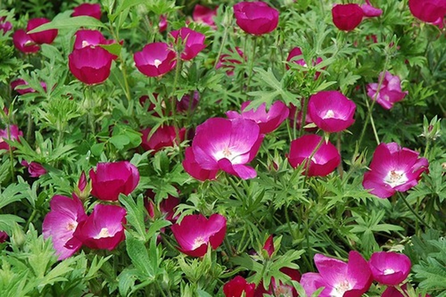 <p>Callirhoe involucrata</p>