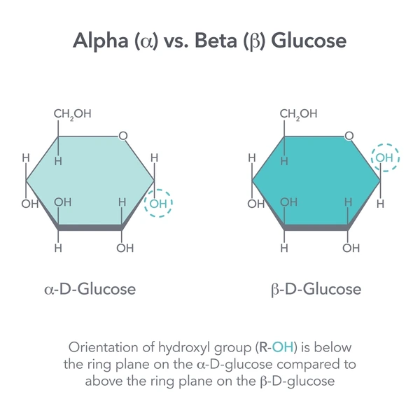 <p>The ring form of glucose where the hydroxyl group on carbon 1 is below the ring plane; used to build starch and glycogen.</p>