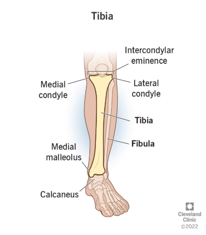 <ul><li><p>tibia is the bigger one, bigger than fibula</p></li><li><p>medial condyle, towards the body; on the same side as the medial malleolus (which is lil thing stick out at the bottom)</p></li></ul><p></p>
