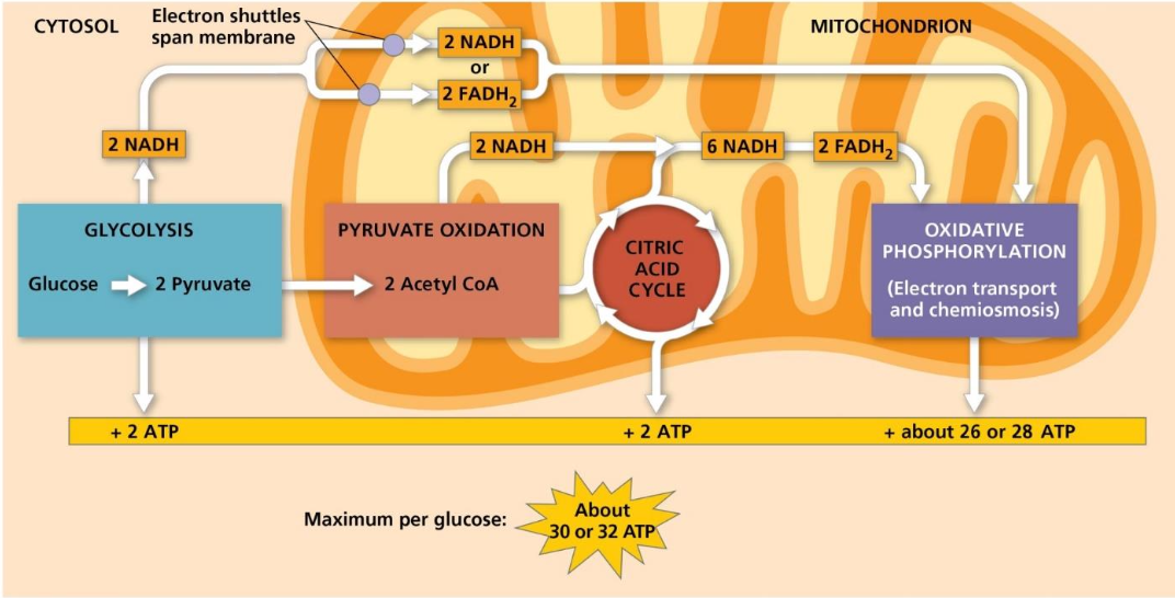 <ul><li><p>electron transport chain</p><ul><li><p>during glycolysis, pyruvate oxidation and the citric acid cycle, most of the energy extracted form organic molecules is transferred to NADH and FADH<sub>2</sub></p></li></ul></li></ul><p></p>