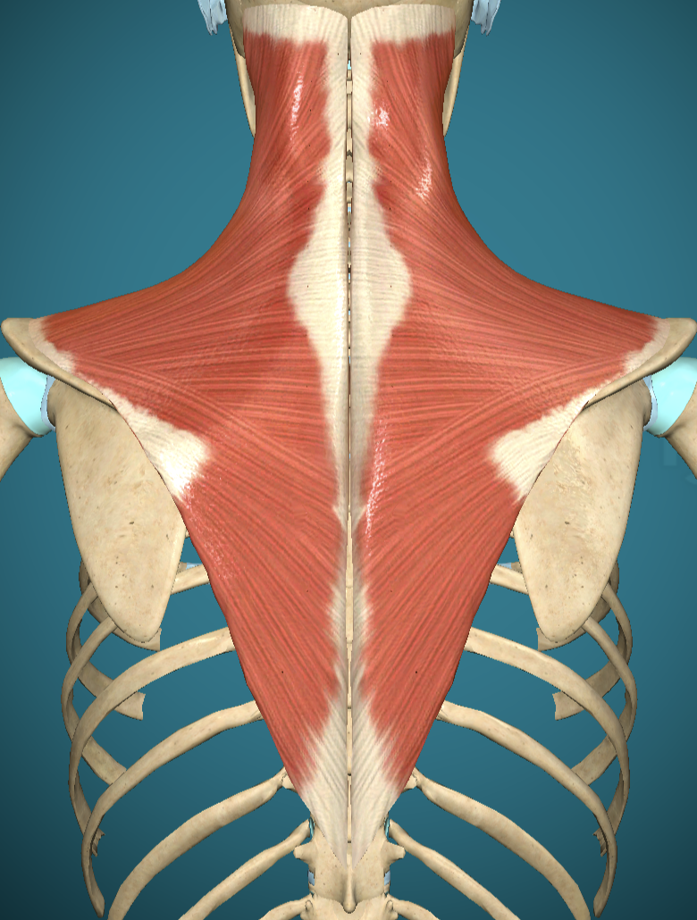 <p>Trapezius Insertion</p>