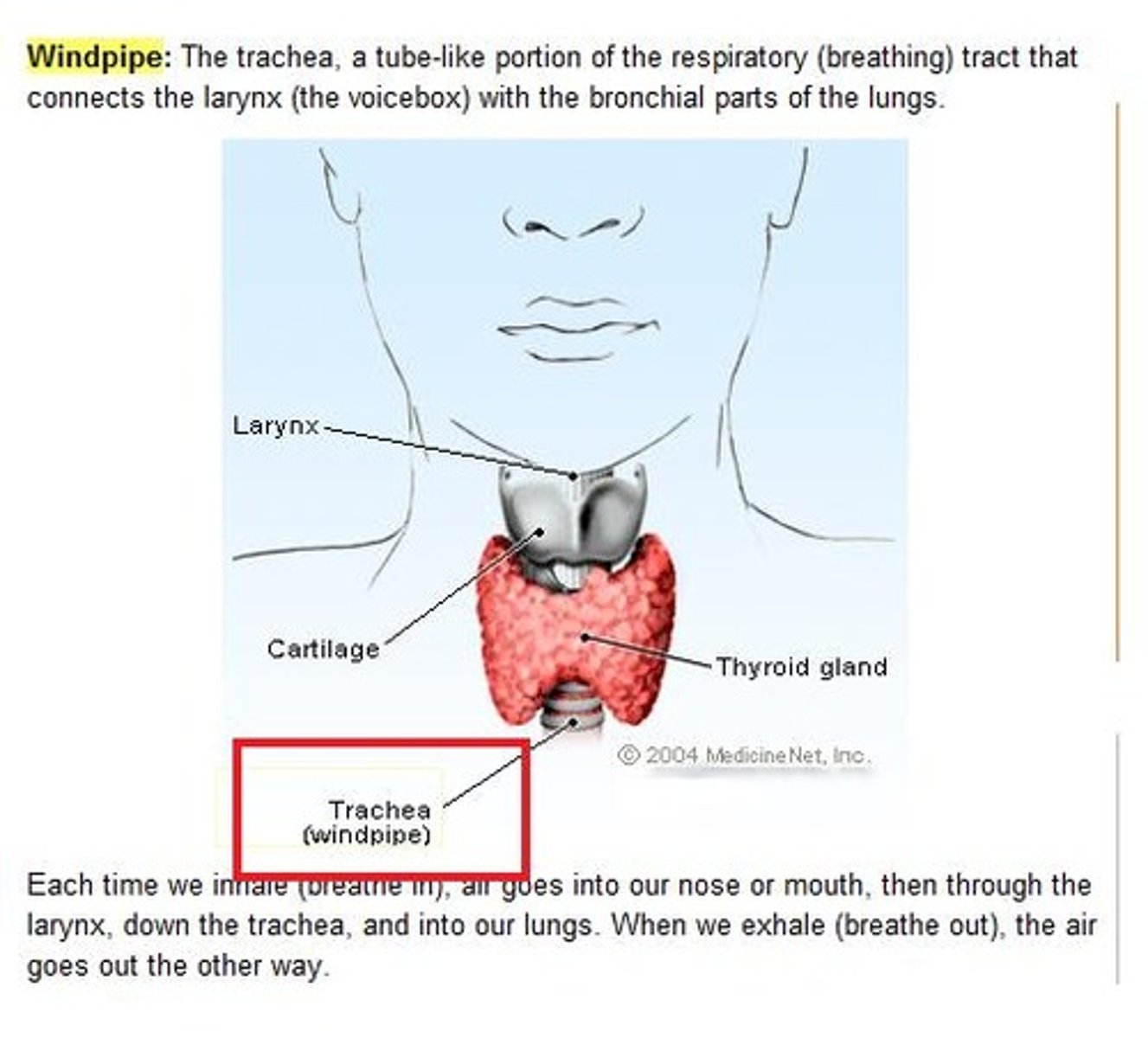 <p>windpipe</p>