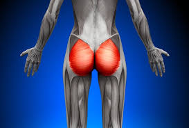 <p>extends thigh at hip joint</p>