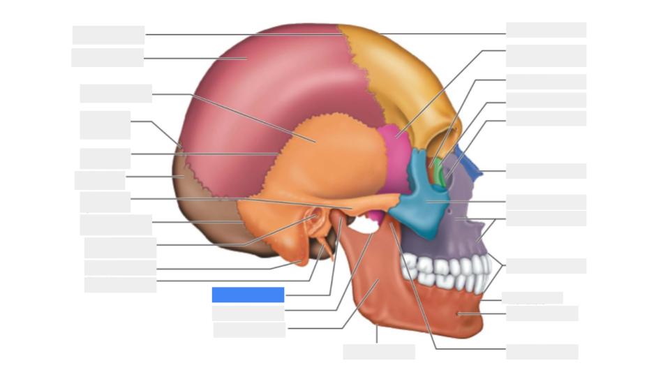 <p>Label the blue highlight</p>