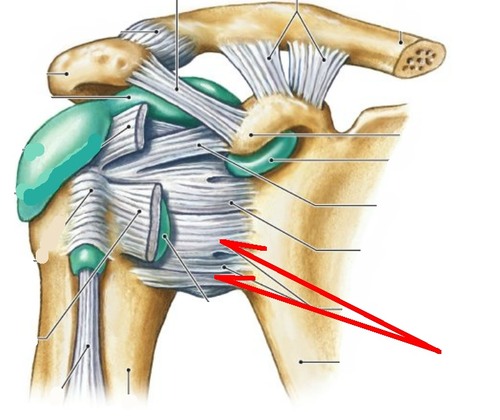 Connects humerus to the glenoid cavity