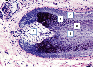 <p>identify each structure labeled</p><p></p>