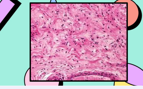 <p>Loose connective Tissue</p>