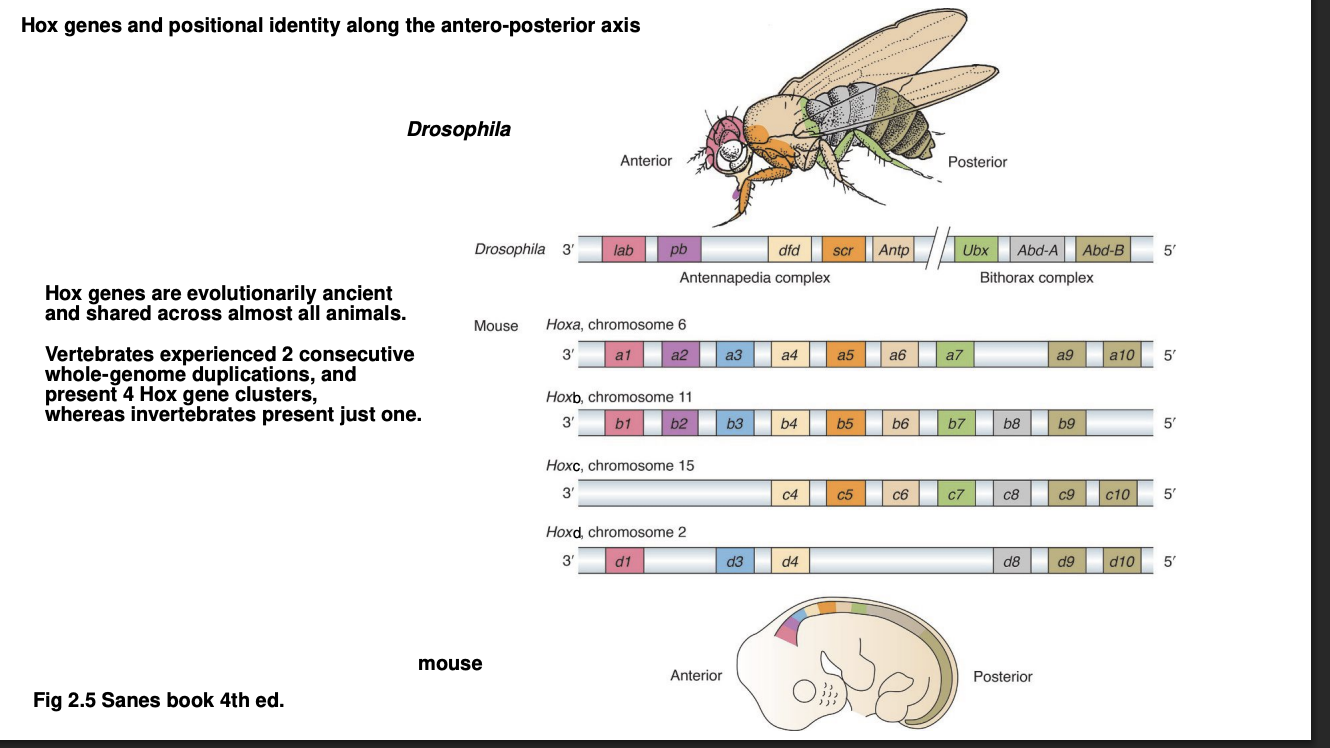 <ul><li><p>key actos in patterning of A-P body axis</p></li><li><p>exist in all-freeliving animals</p></li><li><p>Sequential order of Hox genes corresponds to the region of expression along A-P axis</p><ul><li><p>3’ to 5’ A→P</p></li></ul></li><li><p>Individual Hox genes are homolgous across animals <strong>and</strong> play similar toles in development</p></li></ul><p></p>