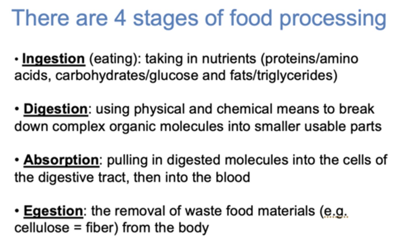 <p>- ingestion</p><p>- digestion</p><p>- absorption</p><p>- egestion</p>