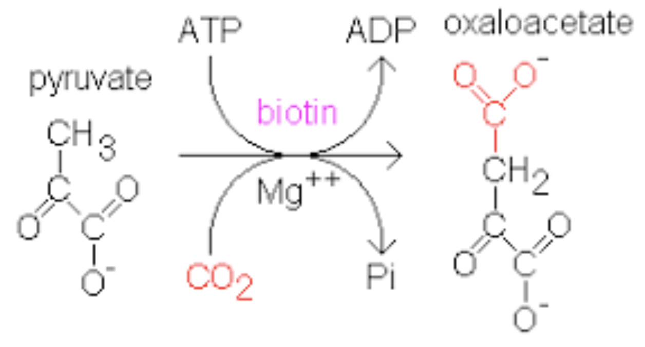 <p>Pyruvate —&gt; oxaloacetate</p><p>by what enzyme ?</p>