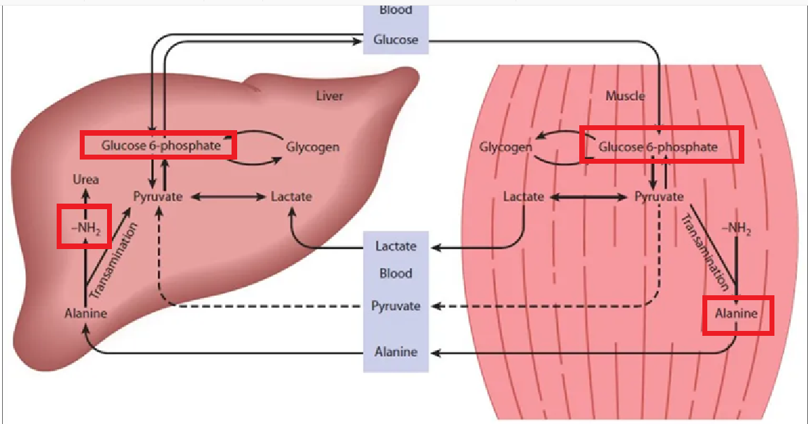 <p>The body cannot use insulin appropriately, instead the body uses skeletal muscles as a protein source = muscle wasting, protein loss and negative nitrogen </p>
