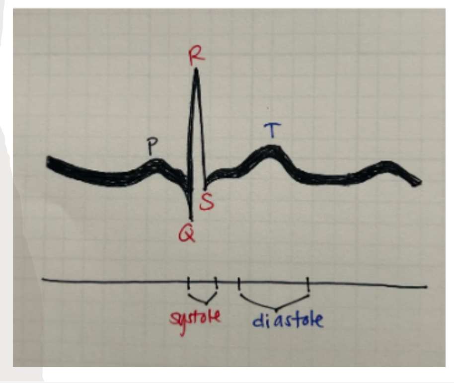 <p>the changes in the blood flow due to two phases of the cardiac cycle (systole and diastole )</p>