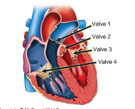 <p><span style="font-size: medium">Identify the functions of each of the four valves of the heart indicated in the figure.</span></p><ul><li><p>prevents backflow of blood from the systemic circuit</p></li><li><p>prevents backflow of blood to the left atrium</p></li><li><p>prevents backflow of flood to the right atrium </p></li><li><p>prevents backflow from the pulmonary circuit</p></li></ul><p></p>