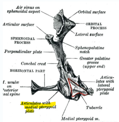 <p>medial pterygoid plate </p>