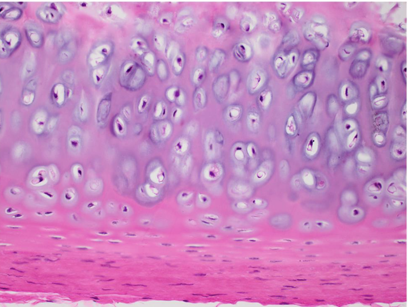 <p>what tissue is this&nbsp;</p>
