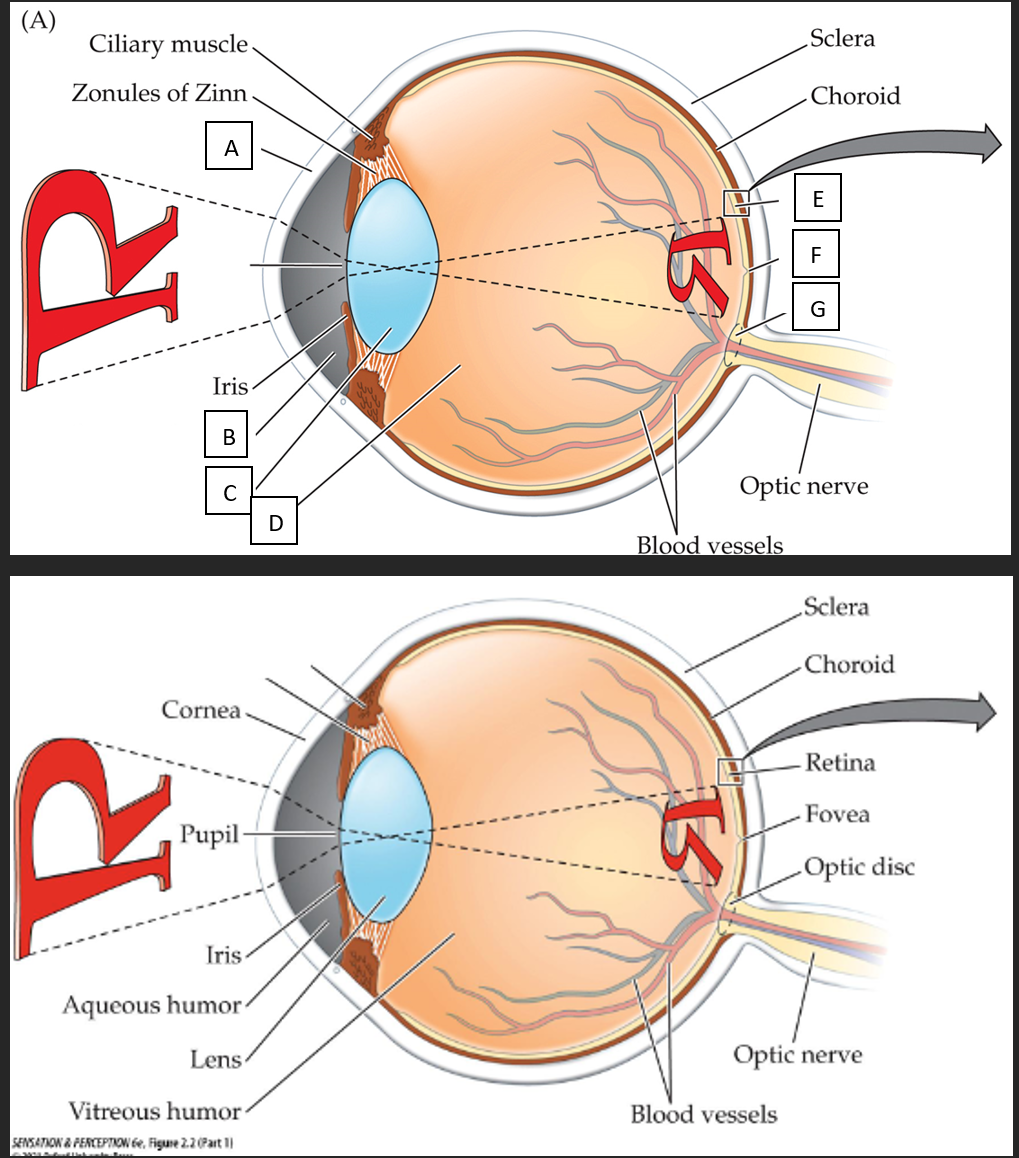 <p>A)&nbsp;&nbsp; The transparent “window” to the eye; first part of eye light hits; has no blood vessels</p><p>B)&nbsp;&nbsp; Fluid between the cornea and the lens. Provides oxygen/nutrients to cornea &amp; lens</p><p>C)&nbsp;&nbsp; a curved structure that bends/focuses light onto the back of the eye. Crystalline but also flexible</p><p>D)&nbsp;&nbsp;&nbsp; the large open space of the eye is the chamber, filled with fluid (humor). 80% of the eye. Gel like fluid that helps maintain eye shape</p><p>E)&nbsp;&nbsp;&nbsp; Light sensitive membrane at the back of the eye where photoreceptors are, which transduce light to electrochemical signals</p><p>F)&nbsp;&nbsp; Area of retina with highly concentrated amount of photoreceptors (more to come)</p><p>G)&nbsp;&nbsp; The point on the eye where the optic nerve exits the eye. As we’ll discuss, it’s called “the blind spot” as it has no photoreceptors</p><p>Unlabeled Line: the hole in the musculature that lets light through into the eye</p>