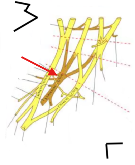 <p>What is this structure?</p>