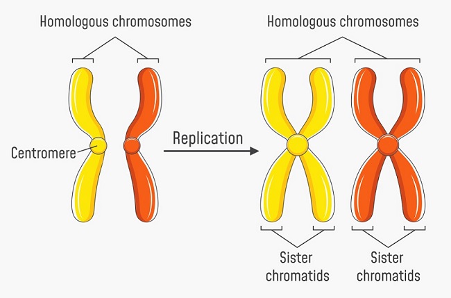 <p>The sister chromatids are pairs of identical copies of DNA joined at a point called the centromere. It is when a single stranded chromosome replicates itself during interphase, specifically S phase.</p>