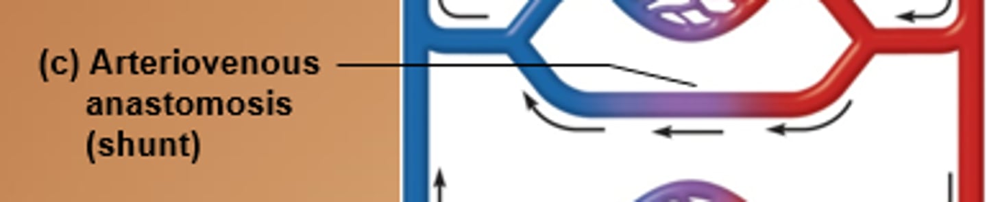 <p>artery flows directly into vein bypassing capillaries; allows areas to be bypassed if body hypothermic; ex. fingers, toes, ears</p>